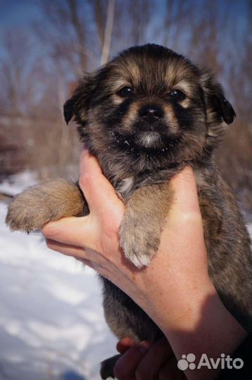 Собаки щенки бесплатно