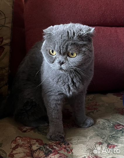 Британская вислоухая кошка