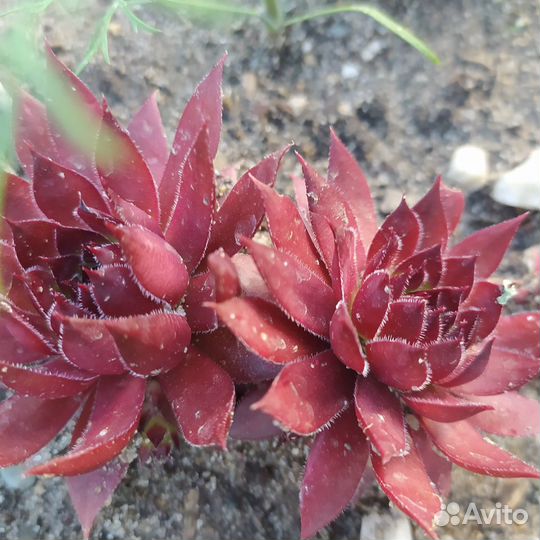 Семпервивум молодило