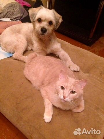 Стрижка кошек и собак без наркоза