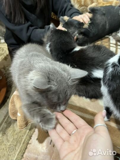 Кот в добрые руки