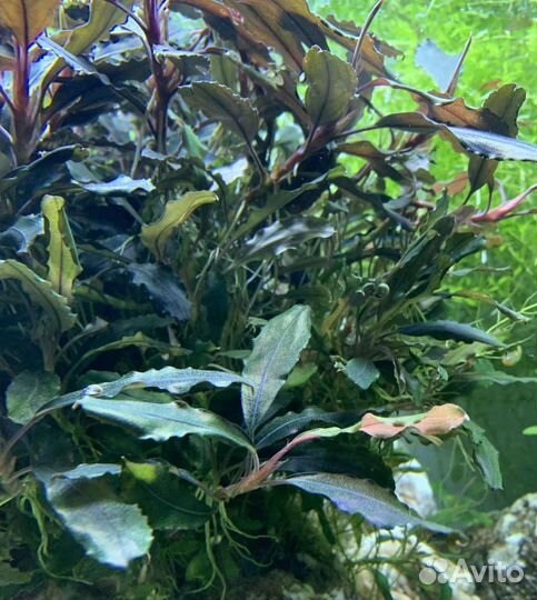 Буцефаландры