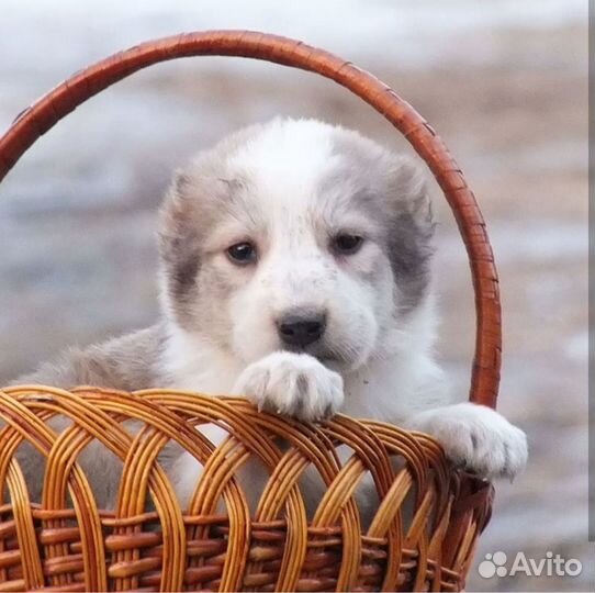 Щенки туркменского алабая