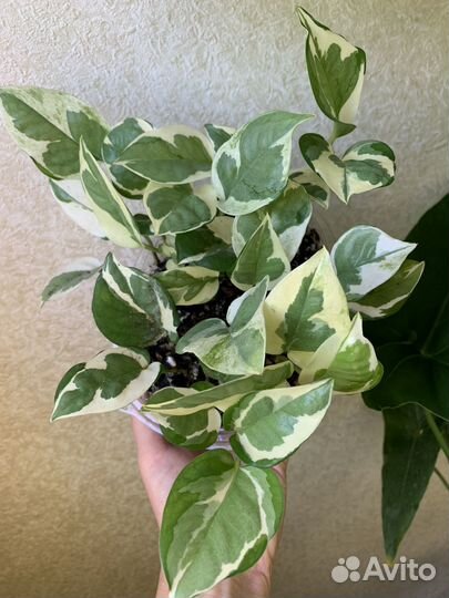 Эпипремнумы