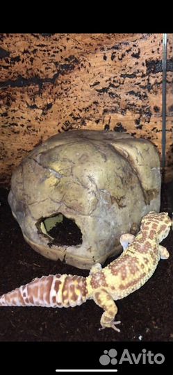 Леопардовый эублефар геккон