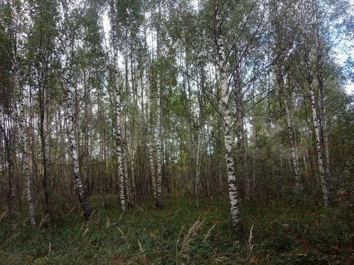 Участок 23 га (СНТ, ДНП)
