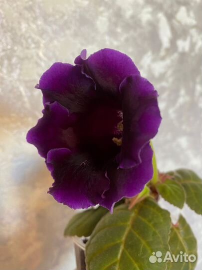 Глоксиния простая цветущая чернофиолетовая