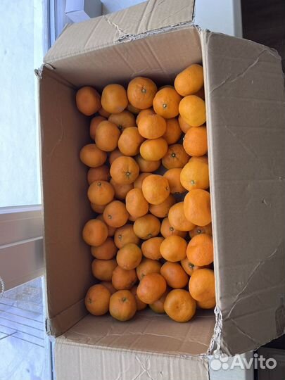 Абхазские мандарины