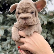 Бигроп вельвет собака. Бигроп вельвет собака. Бигроп вельвет собака. Бигроп вельвет собака. Бигроп вельвет собака.