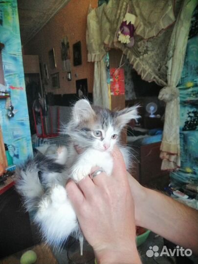 2 котёнка