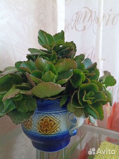 Каланхоэ цветущий