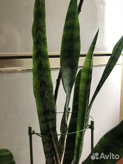 Сансевиерия тещин язык