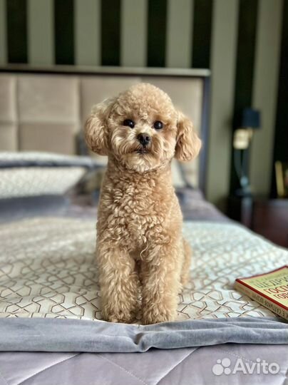 Кобель Мальтипу для вязки