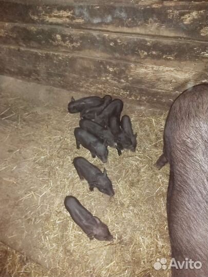 Поросята вьетнамские вислобрюхие