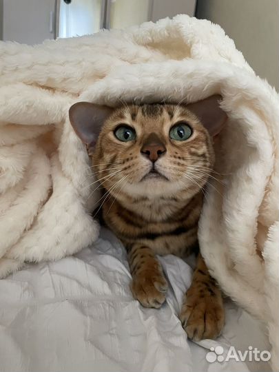 Бенгальская кошка в добрые руки