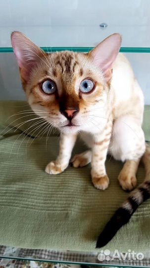 Зоогостиница, передержка животных