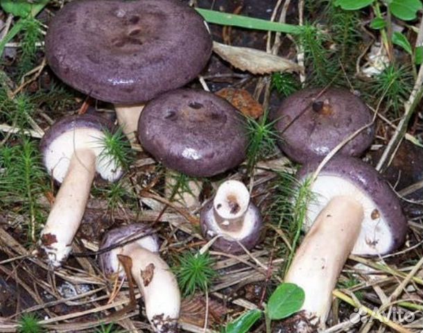 File:Lactarius violascens 25391.jpg - Wikipedia