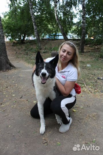 Тимон живет в клетке приюта