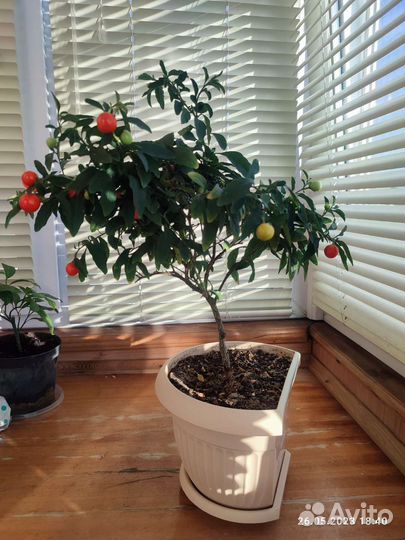 Паслён комнатный