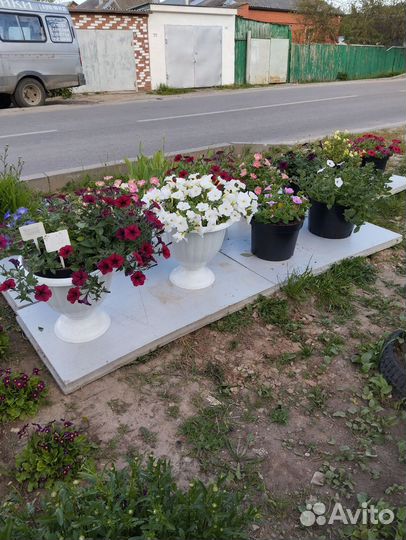 Петуния ампельная