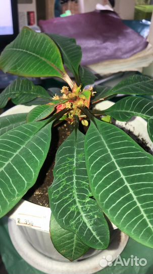 Молочай фикусы аглонеома спатифилиум