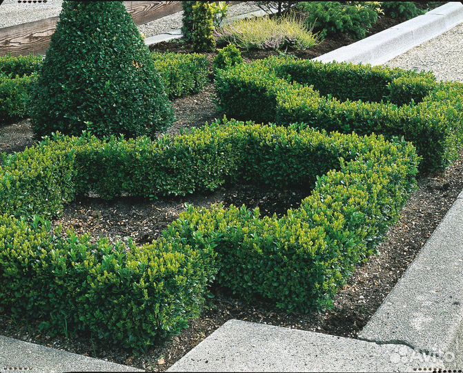 Самшит (Буксус), вечнозеленые кустарники
