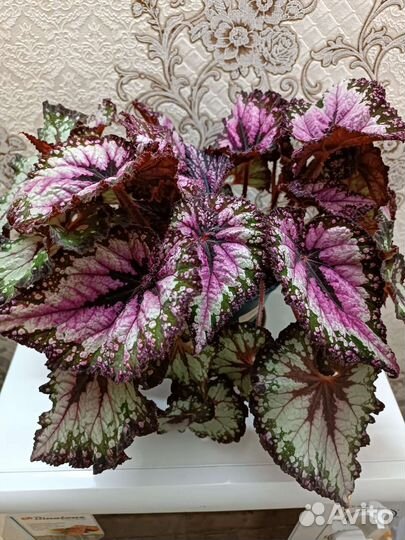 Бегония декоративно лиственная