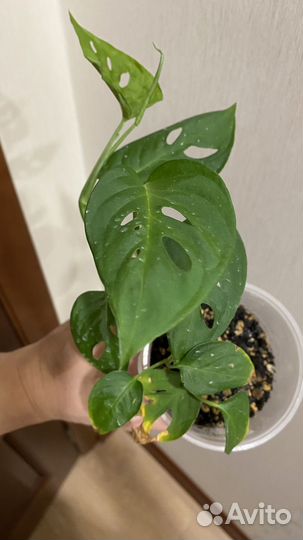 Монстера фридрихшталя