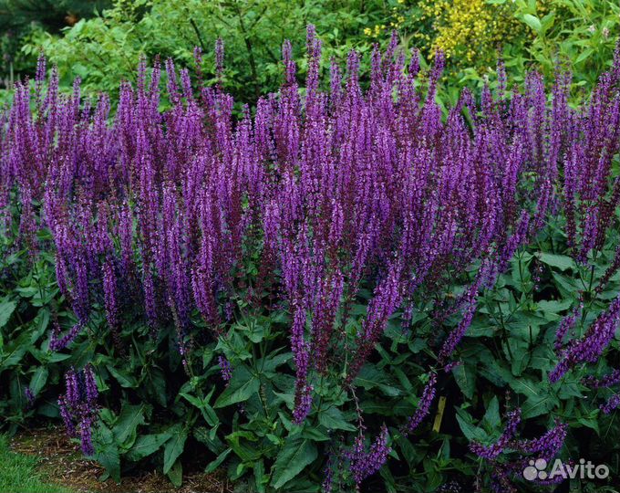 Шалфей кародона маделайн