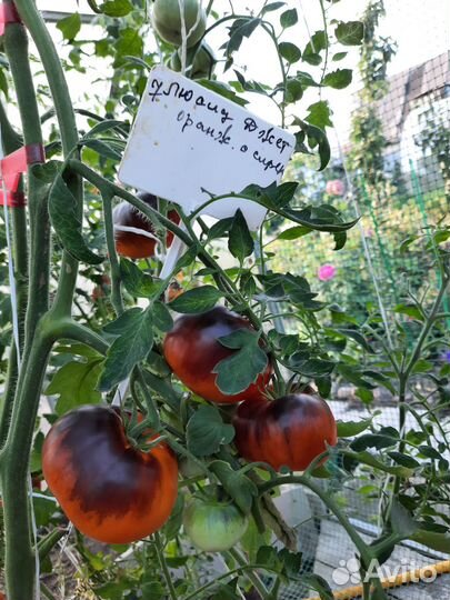 Семена коллекционных томатов