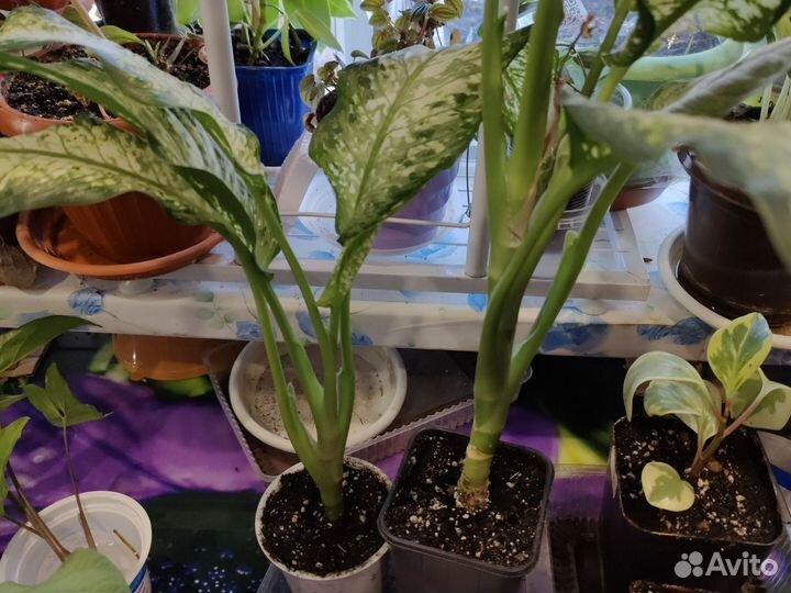 Диффенбахия удомсаб вайт