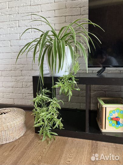 Хлорофитум бонни (кудрявый), хохлатый