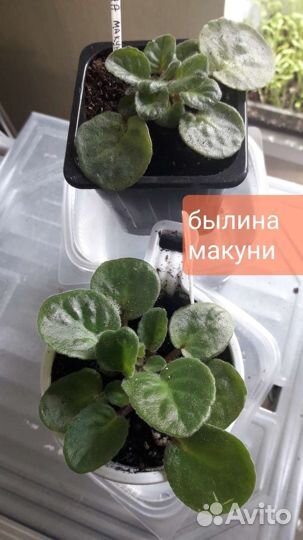 Детки сортовых фиалок
