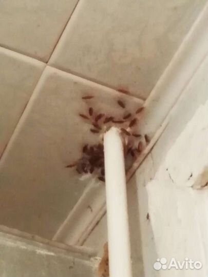 Уничтожение клопов и тараканов борщевика запахов