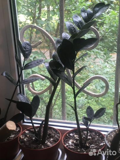 Замиокулькас Равен Черный