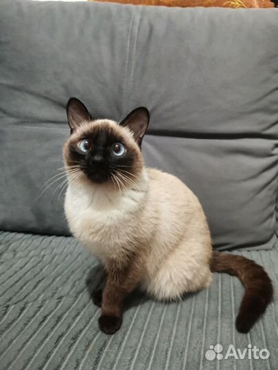 Сиамские кошка