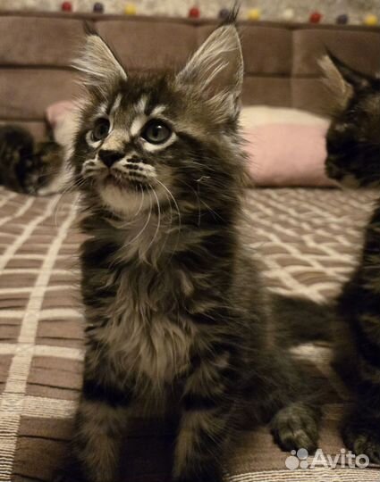 Котята породы мейн-кун