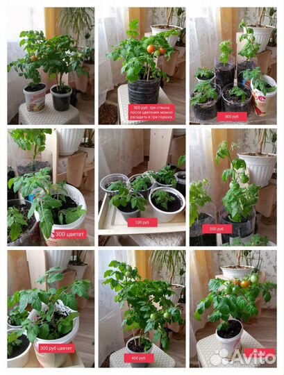 Рассада помидор