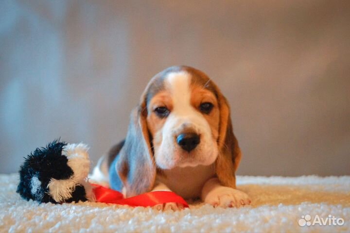 Щенки бигля