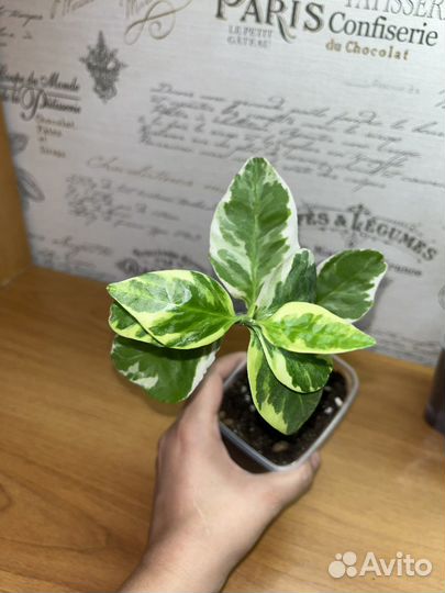 Педилантус