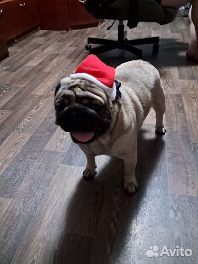 Мопс вязка мальчик