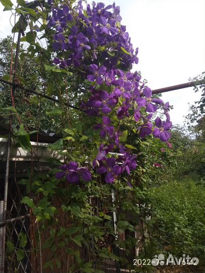 Саженцы клематиса 3 группы