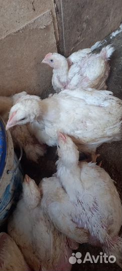 Куры бройлеры коб700