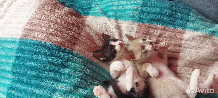 Донской сфинкс котята