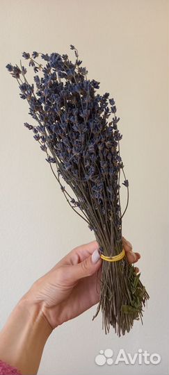 Лаванда букет сухоцвет