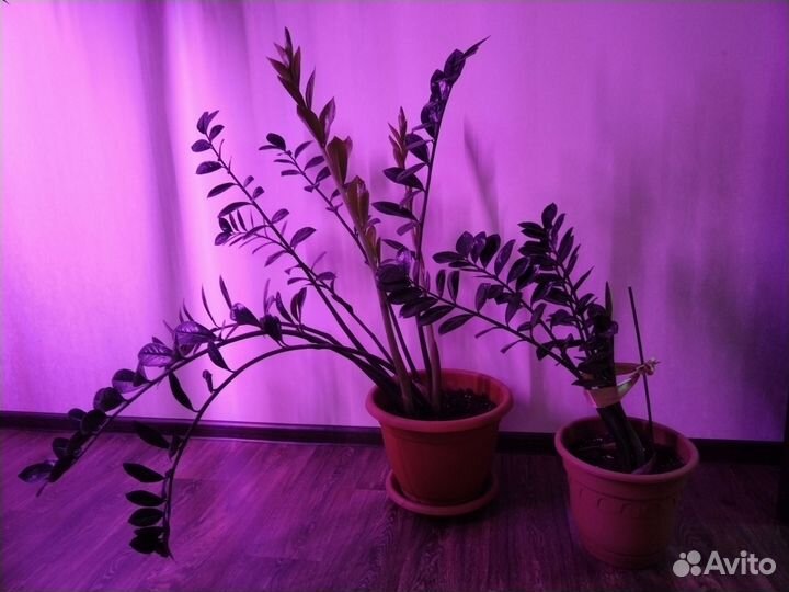 Замиокулькас