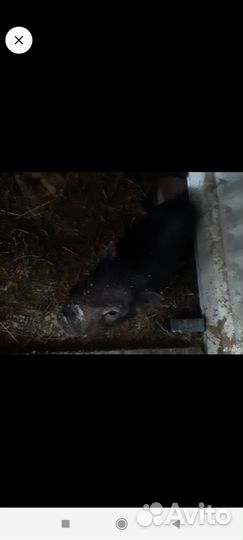 Вьетнамск вислобрюхий поросенок