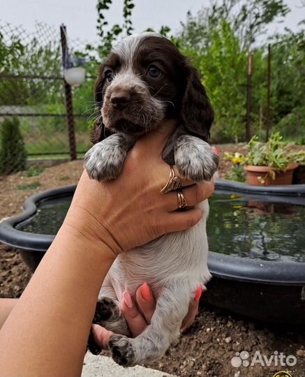 Шикарная девочка,спаниель