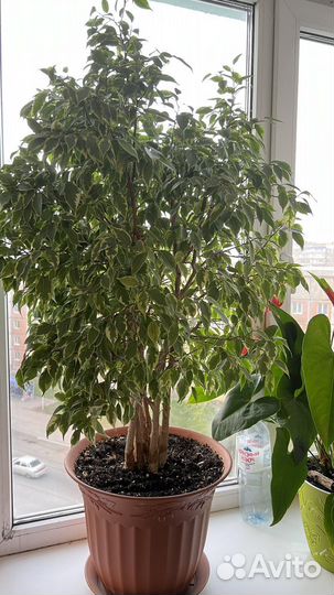 Фикус бенджамина