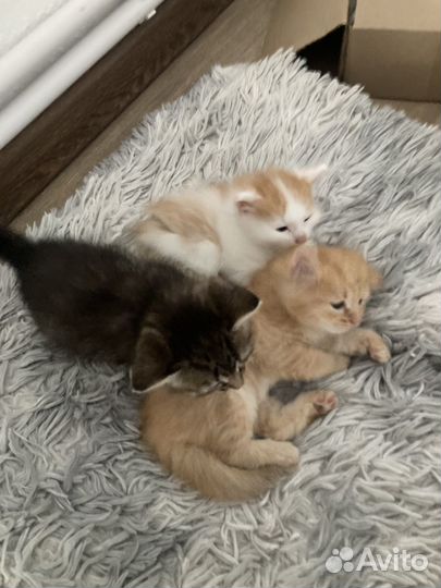 Отдам котят в добрые руки